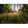Komar Home; Komar Colours Fotobehang Summer Glade - X7-1005 Komar Home; Komar Colours Fotobehang Summer Glade - X7-1005