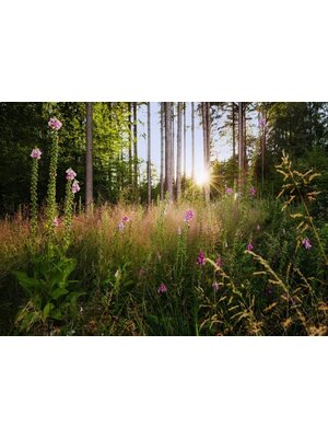 Komar Home; Komar Colours Fotobehang Summer Glade - X7-1005 Komar Home; Komar Colours Fotobehang Summer Glade - X7-1005