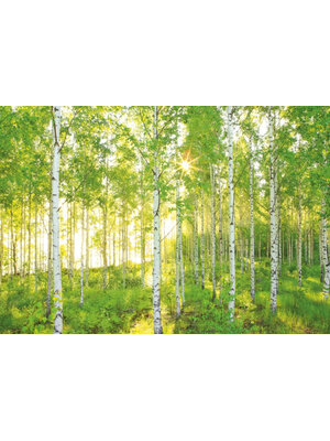 Komar Home; Komar Colours Fotobehang Sunday - 8-519