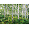 Komar Home; Komar Colours Fotobehang Sunny Day - 8-744