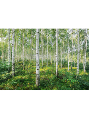 Komar Home; Komar Colours Fotobehang Sunny Day - 8-744 Komar Home; Komar Colours Fotobehang Sunny Day - 8-744