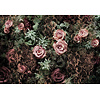 Komar Home; Komar Colours Fotobehang Velvet - 8-980