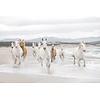 Komar Home; Komar Colours Fotobehang White Horses - 8-986 Komar Home; Komar Colours Fotobehang White Horses - 8-986