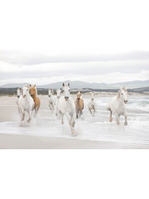 Komar Home; Komar Colours Fotobehang White Horses - 8-986
