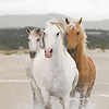 Komar Home; Komar Colours Fotobehang White Horses - 8-986 Komar Home; Komar Colours Fotobehang White Horses - 8-986