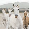 Komar Home; Komar Colours Fotobehang White Horses - 8-986 Komar Home; Komar Colours Fotobehang White Horses - 8-986
