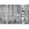 Komar Home; Komar Colours Fotobehang Woods - XXL4-023 Komar Home; Komar Colours Fotobehang Woods - XXL4-023