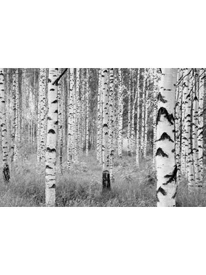 Komar Home; Komar Colours Fotobehang Woods - XXL4-023