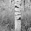 Komar Home; Komar Colours Fotobehang Woods - XXL4-023 Komar Home; Komar Colours Fotobehang Woods - XXL4-023