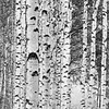 Komar Home; Komar Colours Fotobehang Woods - XXL4-023 Komar Home; Komar Colours Fotobehang Woods - XXL4-023