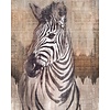 Komar Home; Komar Colours Fotobehang Zebra - X4-1010 Komar Home; Komar Colours Fotobehang Zebra - X4-1010