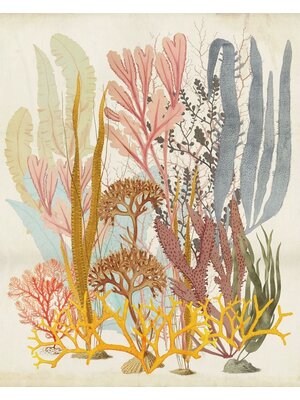 Komar Infinity 2 Fotobehang Catchy Corals - IF2-028 Komar Infinity 2 Fotobehang Catchy Corals - IF2-028