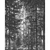 Komar Infinity 2 Fotobehang Lustres Lapland - IF2-014
