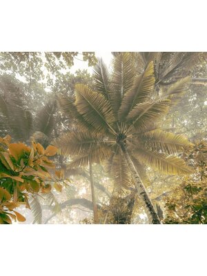 Komar Infinity 2 Fotobehang Palms Panorama - IFSH3-038