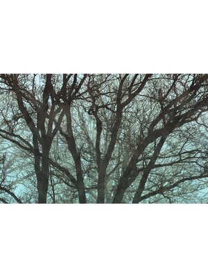 Komar Infinity 2 Fotobehang Whispering Woods - IF4-061
