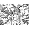 Noordwand Komar Ink Fotobehang Croissances Monochrome - INX8-082