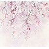 Noordwand Komar Ink Fotobehang Kirschblüten - INX6-013