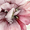 Noordwand Komar Ink Fotobehang La Flor - INX6-005