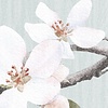 Komar Le Jardin Fotobehang Apple Bloom - LJX5-001 Komar Le Jardin Fotobehang Apple Bloom - LJX5-001