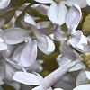 Komar Le Jardin Fotobehang Gentle Bloom - LJX4-064