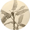 Komar Le Jardin; Komar Dots Behangcirkel Banana Plant - D1-095