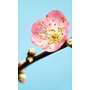 Noordwand Komar Munich Design Fotobehang Peach Blossom - V3-753