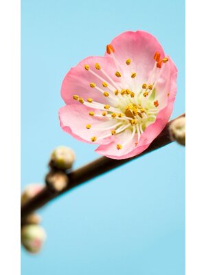 Noordwand Komar Munich Design Fotobehang Peach Blossom - V3-753