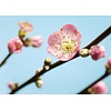 Noordwand Komar Munich Design Fotobehang Peach Blossom - V7-753