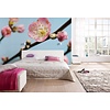 Noordwand Komar Munich Design Fotobehang Peach Blossom - V7-753