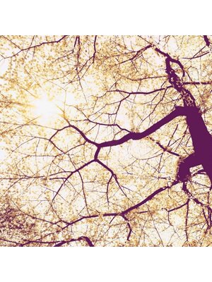 Noordwand Komar Munich Design Fotobehang Sunshine - V5-752