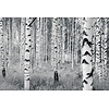 Noordwand Komar Munich Design Fotobehang Woods - V8-724