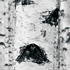 Noordwand Komar Munich Design Fotobehang Woods - V8-724