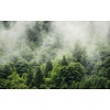 Noordwand Komar Pure Fotobehang Forest Land - PSH061-VD4