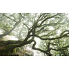 Noordwand Komar Pure Fotobehang Forgotten Forest - PSH092-VD4