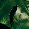 Noordwand Komar Pure Fotobehang Tropical Wall - P333-VD1