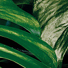 Noordwand Komar Pure Fotobehang Tropical Wall - P333-VD1