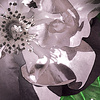 Noordwand Komar Pure Fotobehang Victoria Black - P6035A-VD4
