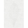 Noordwand Komar Raw Fotobehang Decent Leaf - R2-012 Noordwand Komar Raw Fotobehang Decent Leaf - R2-012