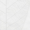 Noordwand Komar Raw Fotobehang Decent Leaf - R2-012 Noordwand Komar Raw Fotobehang Decent Leaf - R2-012