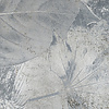 Noordwand Komar Raw Fotobehang Flower Fossil - RSX4-020