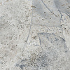 Noordwand Komar Raw Fotobehang Flower Fossil - RSX4-020