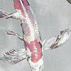 Noordwand Komar Raw Fotobehang Koi - RSX6-001