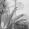 Noordwand Komar Raw Fotobehang Lac Tropical Black & White - R2-008