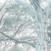 Noordwand Komar Raw Fotobehang Magic Trees - R3-023 Noordwand Komar Raw Fotobehang Magic Trees - R3-023