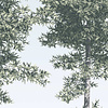 Noordwand Komar Raw Fotobehang Pines - R4-040 Noordwand Komar Raw Fotobehang Pines - R4-040