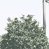 Noordwand Komar Raw Fotobehang Pines - R4-040 Noordwand Komar Raw Fotobehang Pines - R4-040