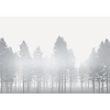 Noordwand Komar Raw Fotobehang Silver Haze - RSX8-055 Noordwand Komar Raw Fotobehang Silver Haze - RSX8-055