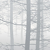 Noordwand Komar Raw Fotobehang Silver Haze - RSX8-055 Noordwand Komar Raw Fotobehang Silver Haze - RSX8-055