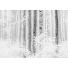 Noordwand Komar Raw Fotobehang Winter Wood - R4-043