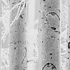 Noordwand Komar Raw Fotobehang Winter Wood - R4-043